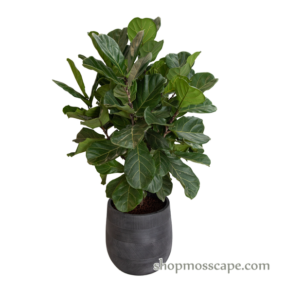 Ficus lyrata in varying strips collection LC14526 (L)