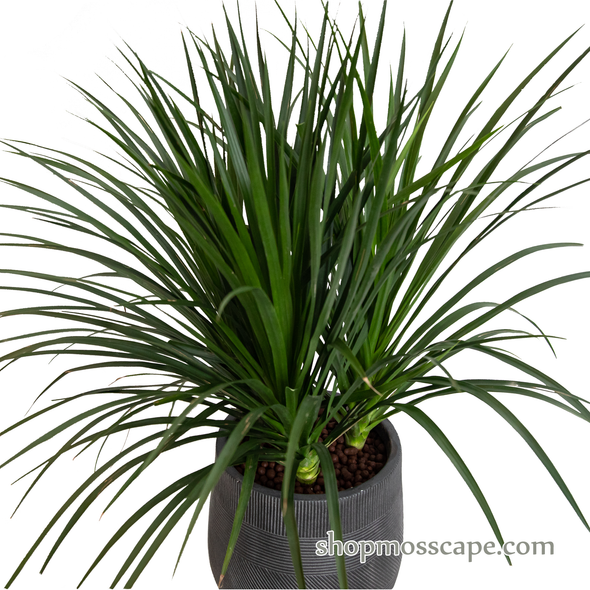 Dracaena cambodiana in varying strips collection LC14526 (M)