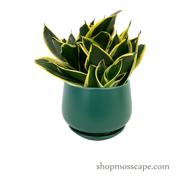 Sansevieria trifasciata lotus in dark green ceramic pot (L)