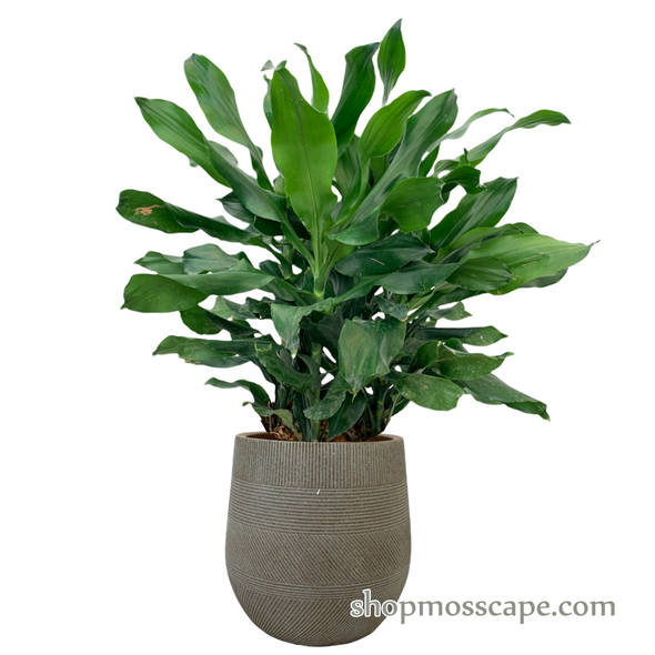 Dracaena arborea curly leaves (green) in varying strips collection LC14526 (M)