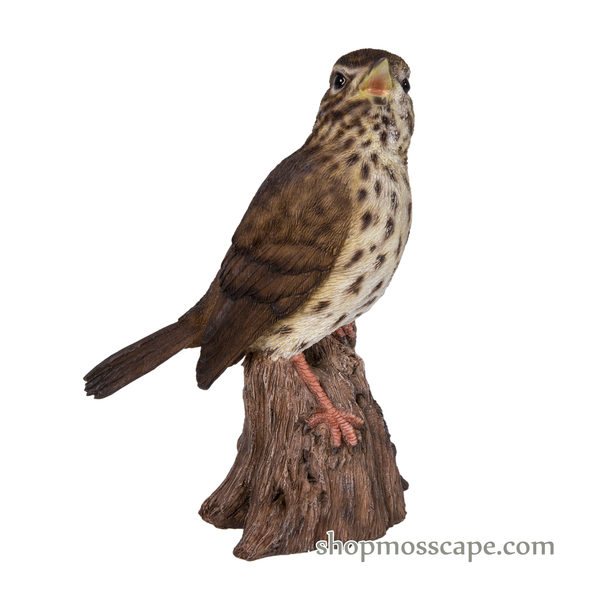 Song Thrush Standing on Stump