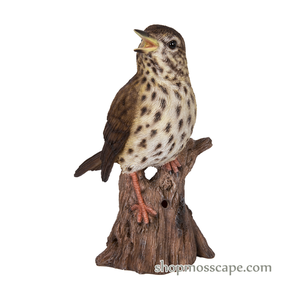 Song Thrush Standing on Stump