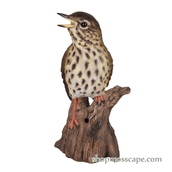 Song Thrush Standing on Stump