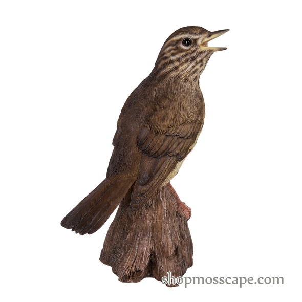 Song Thrush Standing on Stump