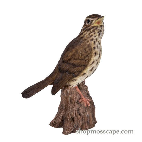 Song Thrush Standing on Stump