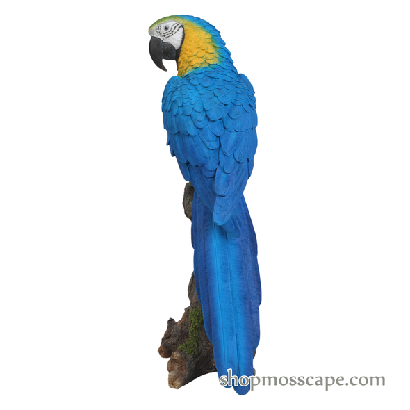 Blue & Gold Macaw on Stump