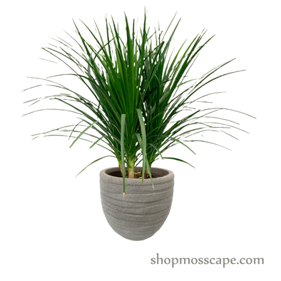 Dracaena combodiana in stripe collection LC14445 (M)