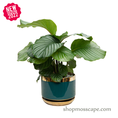 Calathea orbifolia in Gold Rim Dark Green Round Ceramic Pot