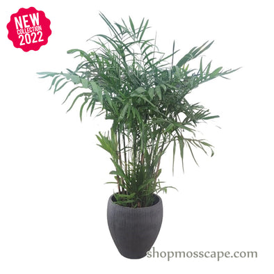 Chamaedorea seifrizii in Vertical Rib Collection LC14765 (L)
