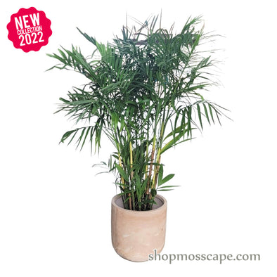 Chamaedorea seifrizii in Natural Sand Collection LC2914