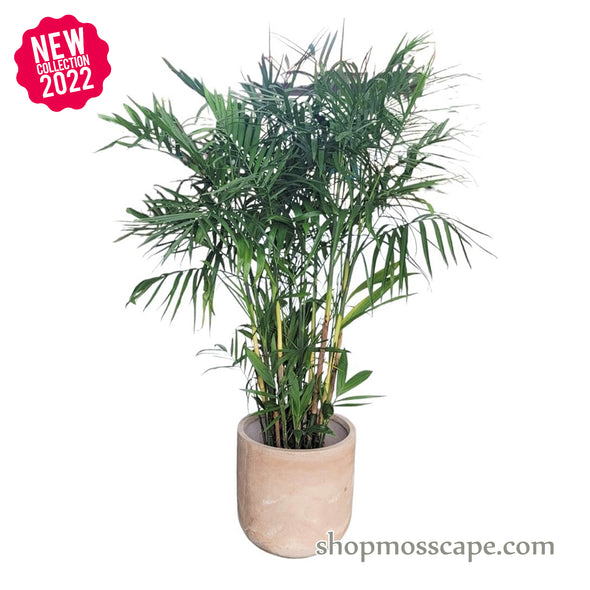Chamaedorea seifrizii in Natural Sand Collection LC2914