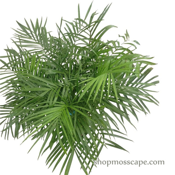 Chamaedorea seifrizii in Natural Sand Collection LC2914