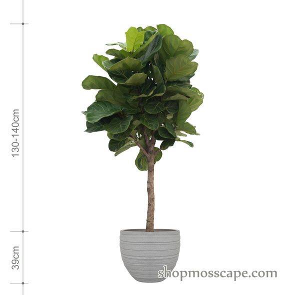 Ficus Lyrata in Stripe collection LC14445 (L)