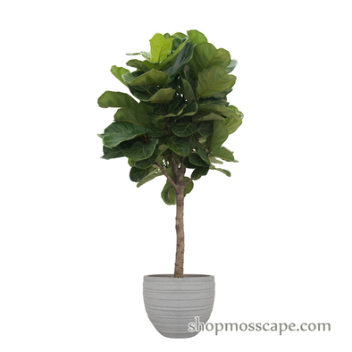 Ficus Lyrata in Stripe collection LC14445 (L)