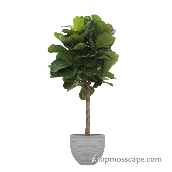 Ficus Lyrata in Stripe collection LC14445 (L)