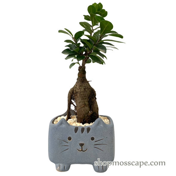 Ficus microcarpa bonsai in blue kitten pot