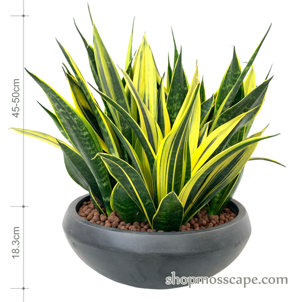 Sanseivera trifasciata gold flame in smooth collectio LC13609 (S)