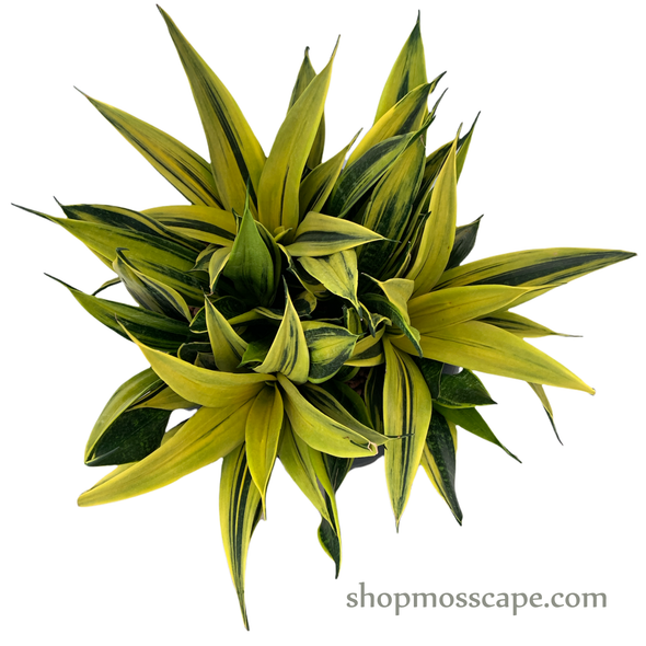 Sanseivera trifasciata gold flame in smooth collectio LC13609 (S)
