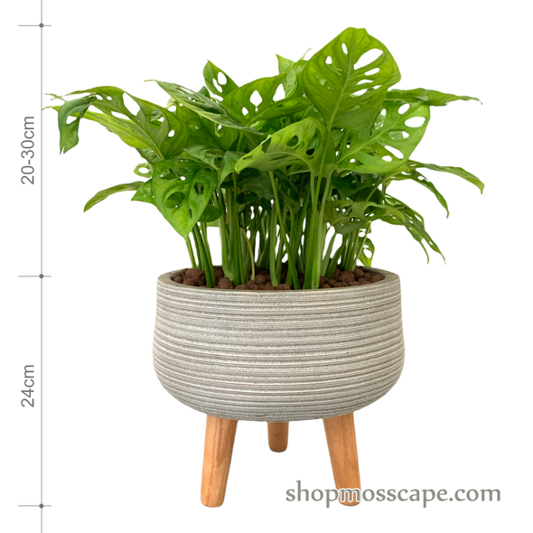 Monstera adansonii in stripe collection LC14550T (S)
