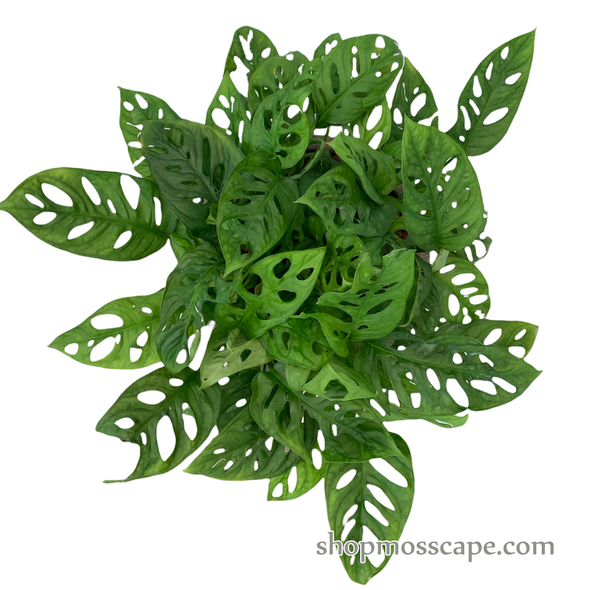 Monstera adansonii in stripe collection LC14550T (S)