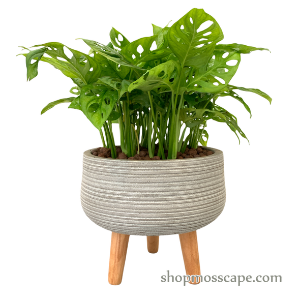 Monstera adansonii in stripe collection LC14550T (S)