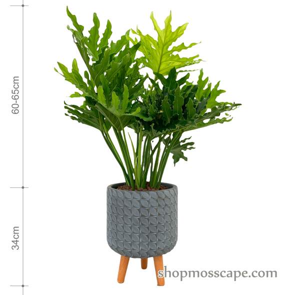 Philodendron selloum in dot collection LC14631T (S)