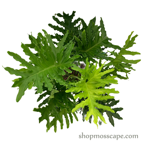 Philodendron selloum in dot collection LC14631T (S)
