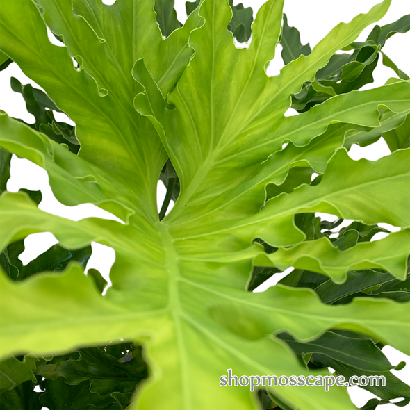 Philodendron selloum in dot collection LC14631T (S)