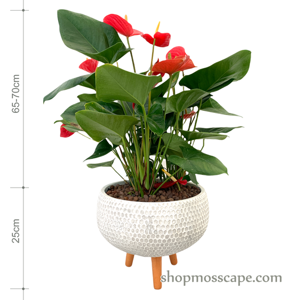 Anthurium andraeanum (red) in dot collection LC14666T(L)