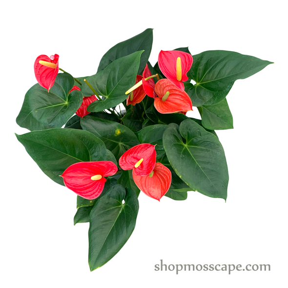 Anthurium andraeanum (red) in dot collection LC14666T(L)