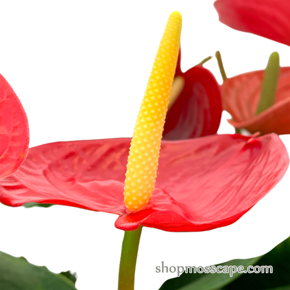Anthurium andraeanum (red) in dot collection LC14666T(L)