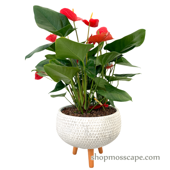 Anthurium andraeanum (red) in dot collection LC14666T(L)