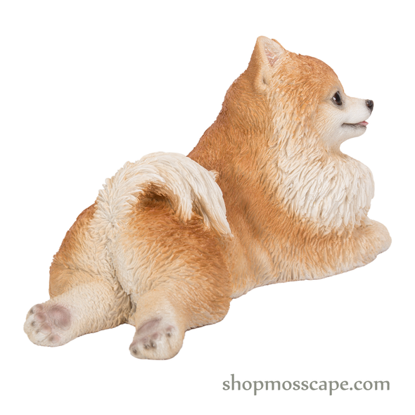 Prone Pomeranian