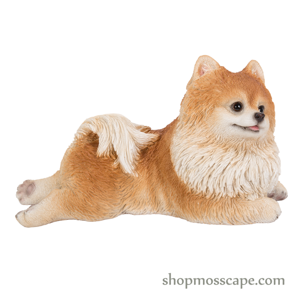 Prone Pomeranian