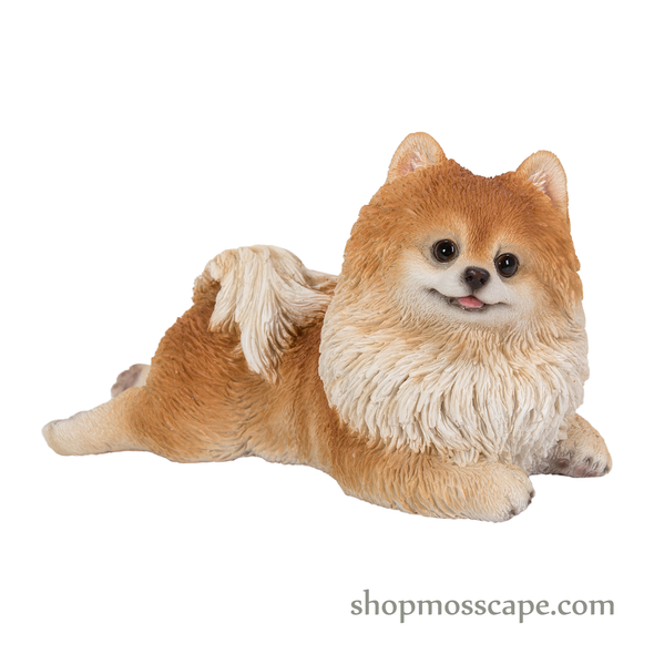 Prone Pomeranian