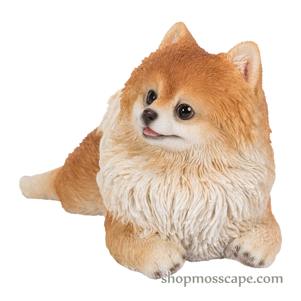Prone Pomeranian