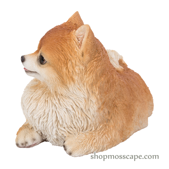Prone Pomeranian
