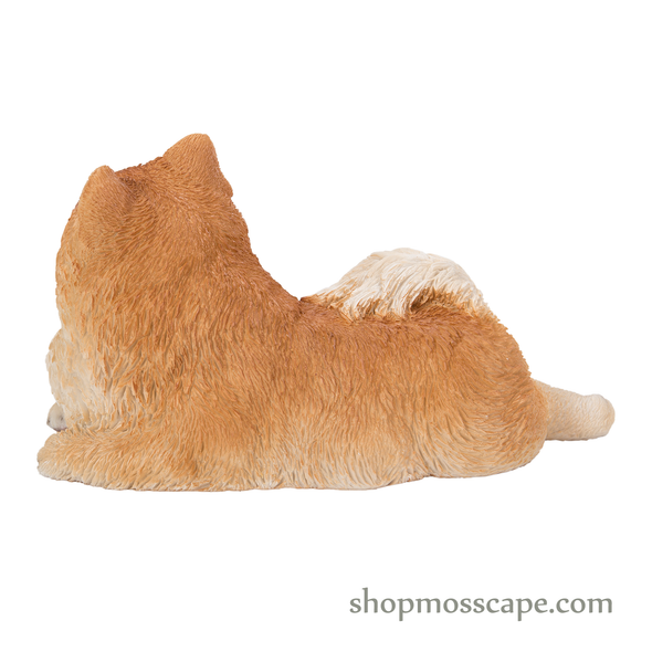 Prone Pomeranian