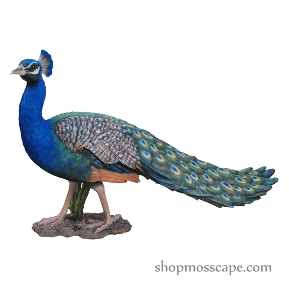 Peacock (XL)