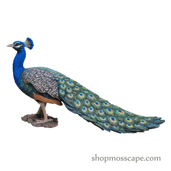 Peacock (XL)