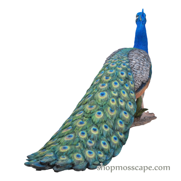 Peacock (XL)