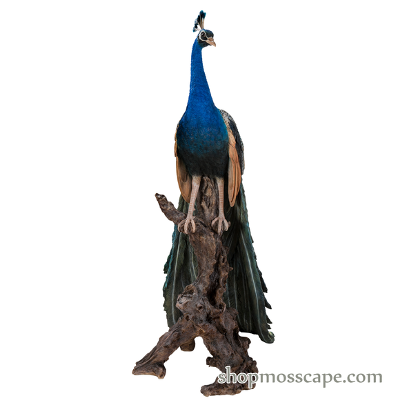 Peacock on a Stump (XL)