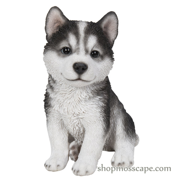 Sitting Husky Puppy