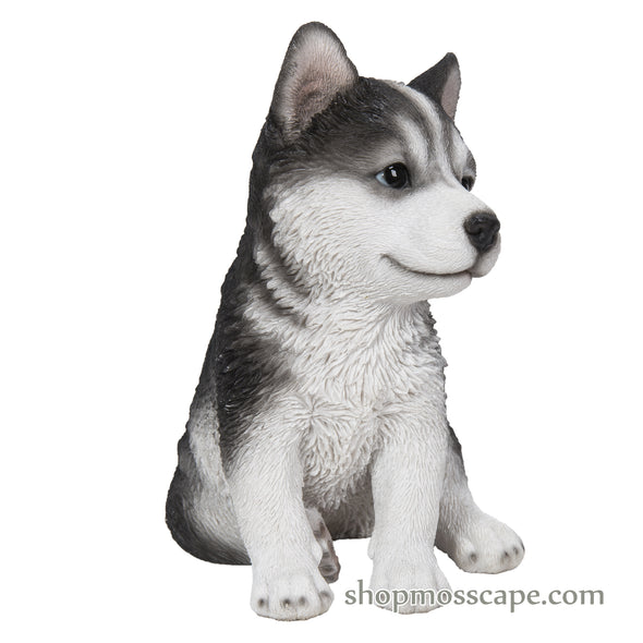 Sitting Husky Puppy