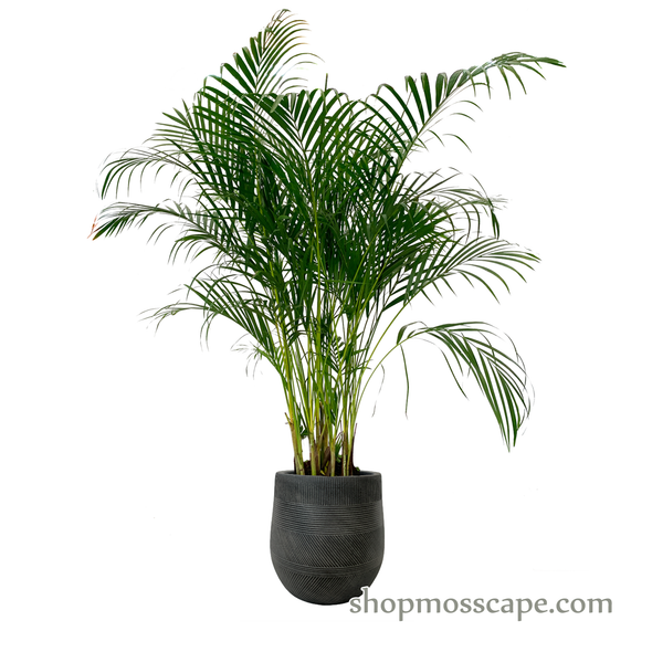 Dypsis lutescens in varying strips collection LC14526 (L)