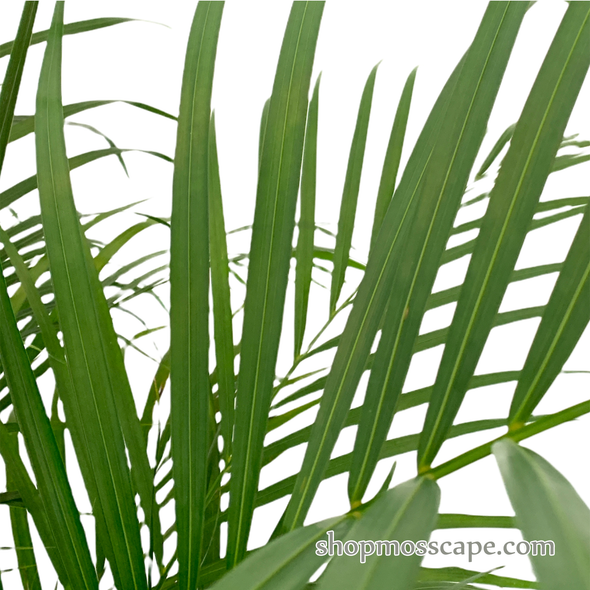 Dypsis lutescens in varying strips collection LC14526 (L)