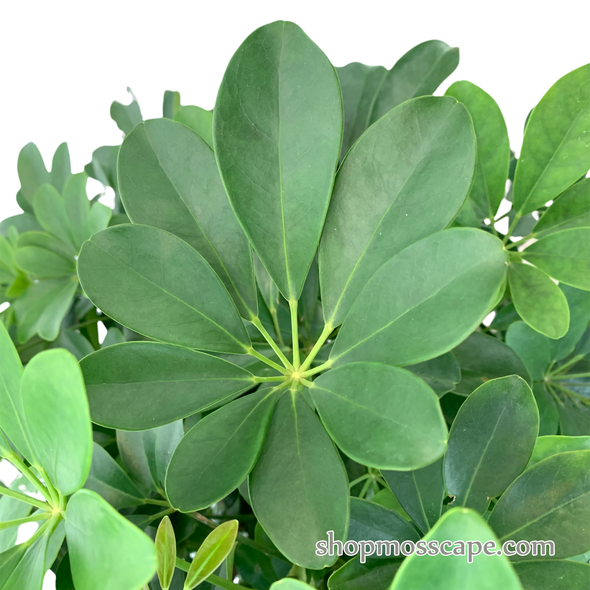 Schefflera arboricola in wave collection LC14494 (L)