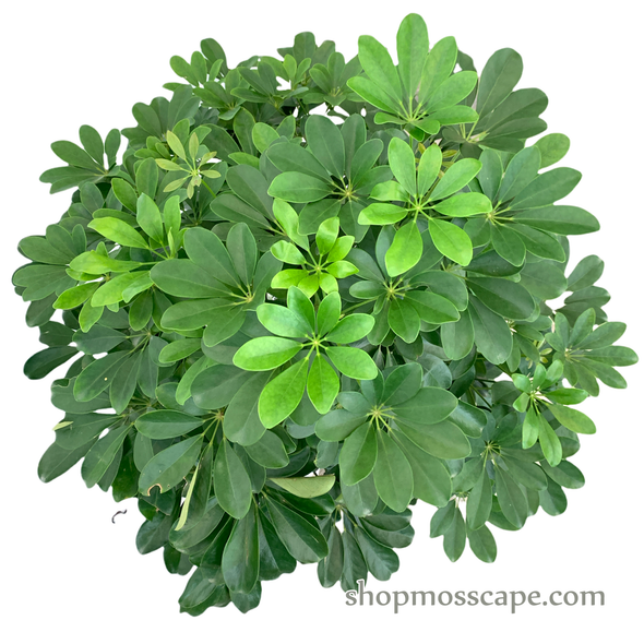 Schefflera arboricola in wave collection LC14494 (L)