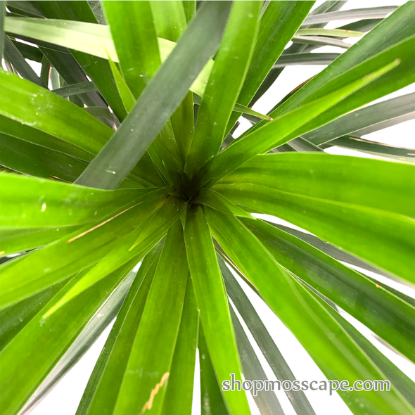 Dracaena combodiana in stripe collection LC14445 (M)