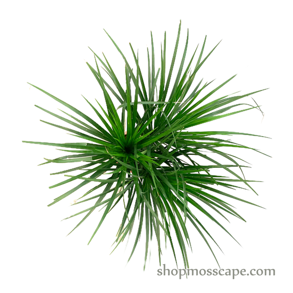 Dracaena combodiana in stripe collection LC14445 (M)